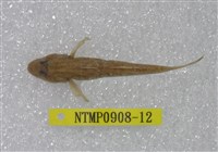 藏品(極樂鰕虎)的圖片